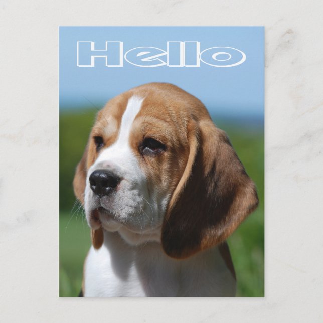 Carte Postale Bonjour Beagle Chien Chien Chien Chien de Voeux Ca (Devant)
