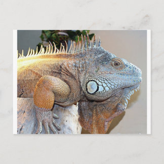 Carte Postale Bonjour Big Boy