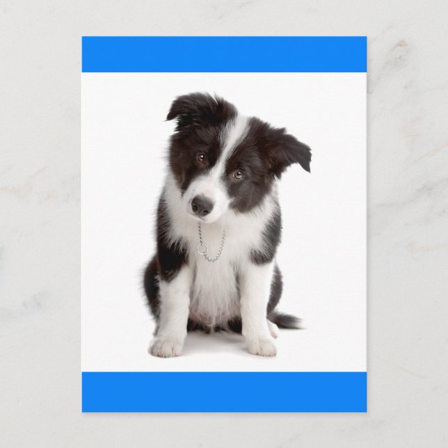 Carte Postale Bonjour Bordure Collie Chien Chien Chien Chien Chi (Devant)
