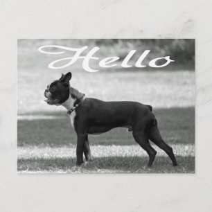 Carte Postale Bonjour Boston Terrier Chien Chien Chien Chien Chi