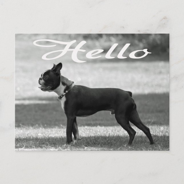 Carte Postale Bonjour Boston Terrier Chien Chien Chien Chien Chi (Devant)