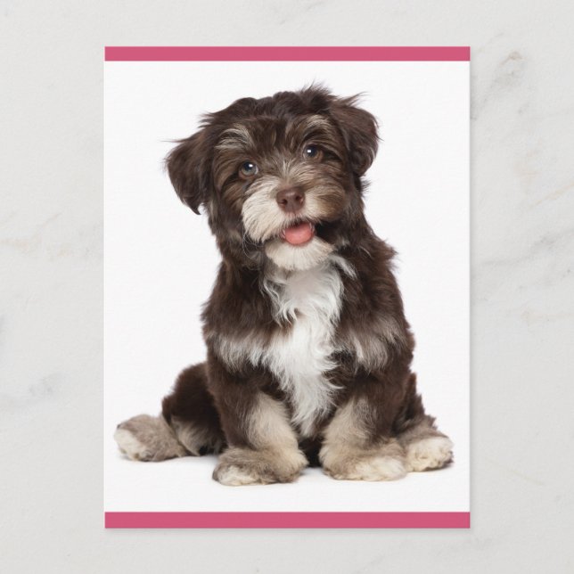 Carte Postale Bonjour Brown et blanc Havanais Chien Chien Chien  (Devant)