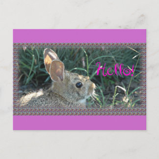 Carte Postale Bonjour Bunny