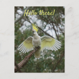 Carte Postale Bonjour ! Cockatoo Parrot Oiseau Open Ailes Person
