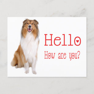 Carte Postale Bonjour Collie Chien Chien Chien Chien Chien Pensa