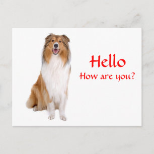 Carte Postale Bonjour Collie Chien Chien Chien Chien Salutation 
