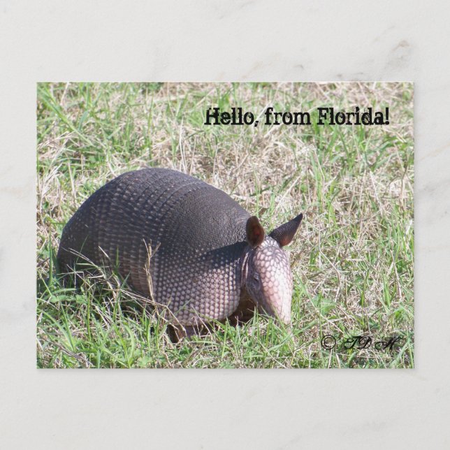 Carte Postale Bonjour, de Floride ! (Devant)