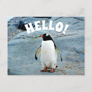 Carte Postale Bonjour drôle avec la photo de pingouin