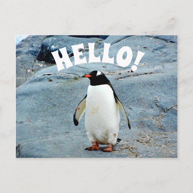 Carte Postale Bonjour drôle avec la photo de pingouin (Devant)