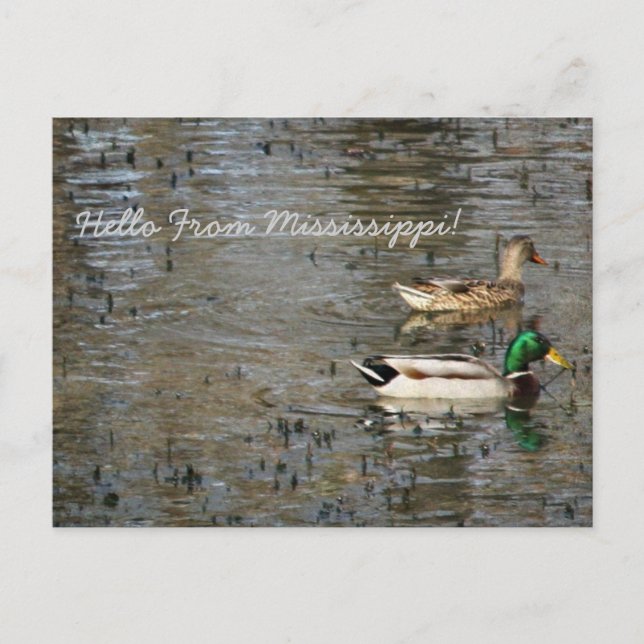 Carte Postale Bonjour Du Mississippi ! (Devant)