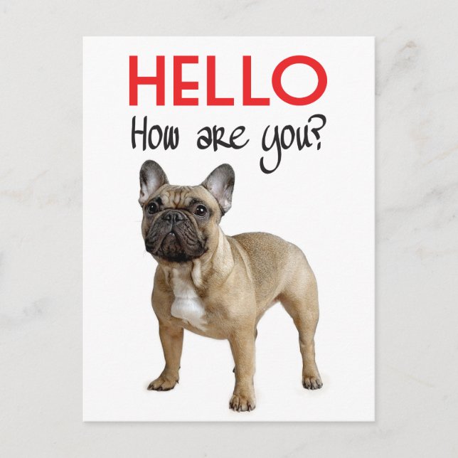 Carte Postale Bonjour Français Bulldog Chien Chien Chien Chien C (Devant)