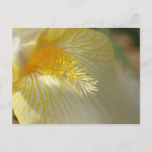 Carte Postale Bonjour, Iris !