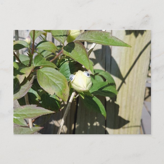 Carte Postale Bonjour Kermie (Devant)