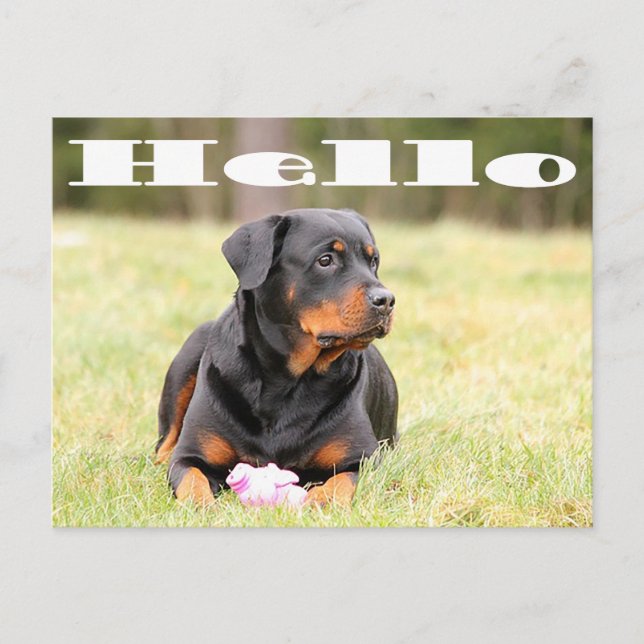 Carte Postale Bonjour Rottweiler Chien Chien Chien Chien Chien S (Devant)