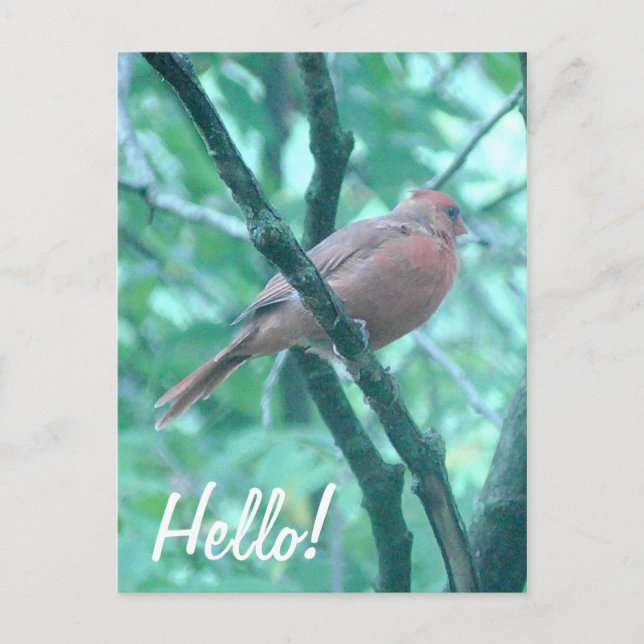 Carte Postale Bonjour ! Salut cardinal sur Branche (Devant)