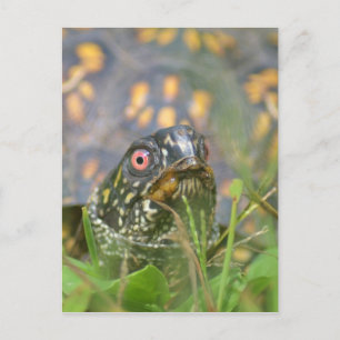 Carte Postale Bonjour ! Tortue curieuse