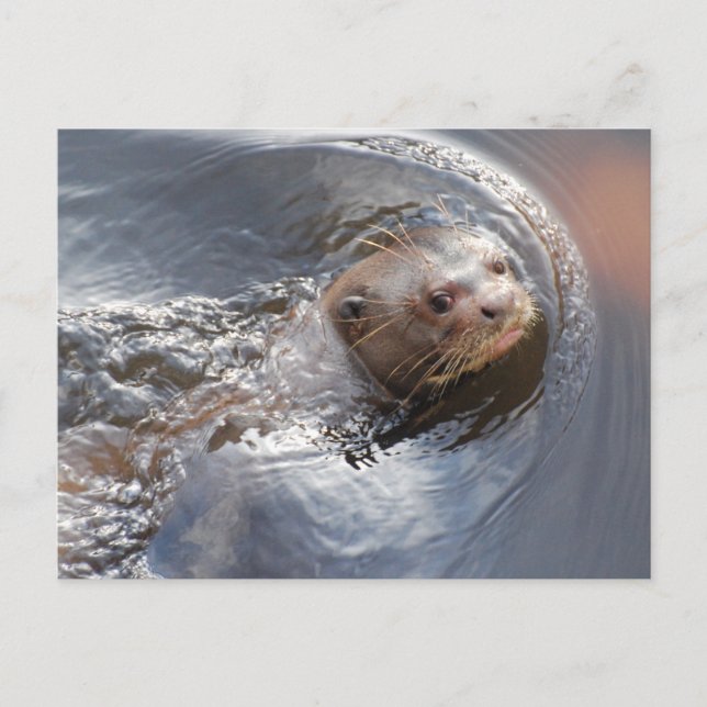 Carte Postale Bonjour vous (Devant)