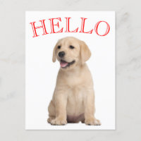 Bonjour Yellow Labrador Retriever Chien Chien Chie