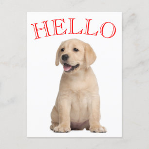 Carte Postale Bonjour Yellow Labrador Retriever Chien Chien Chie