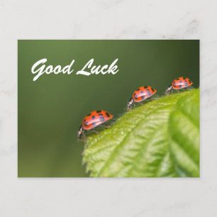 Carte Postale Bonne chance avec de mignons petits coccinelles !