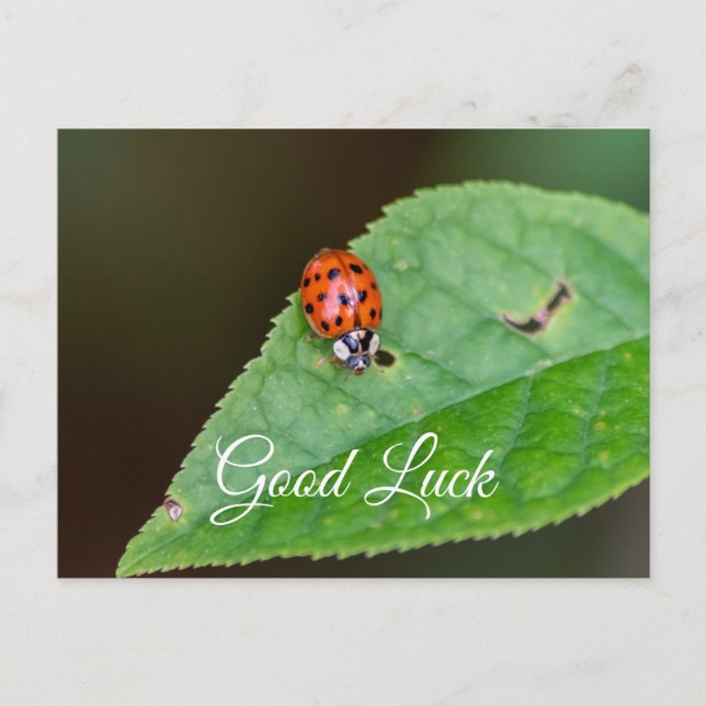 Carte Postale Bonne chance avec la petite coccinelle mignonne !  (Devant)