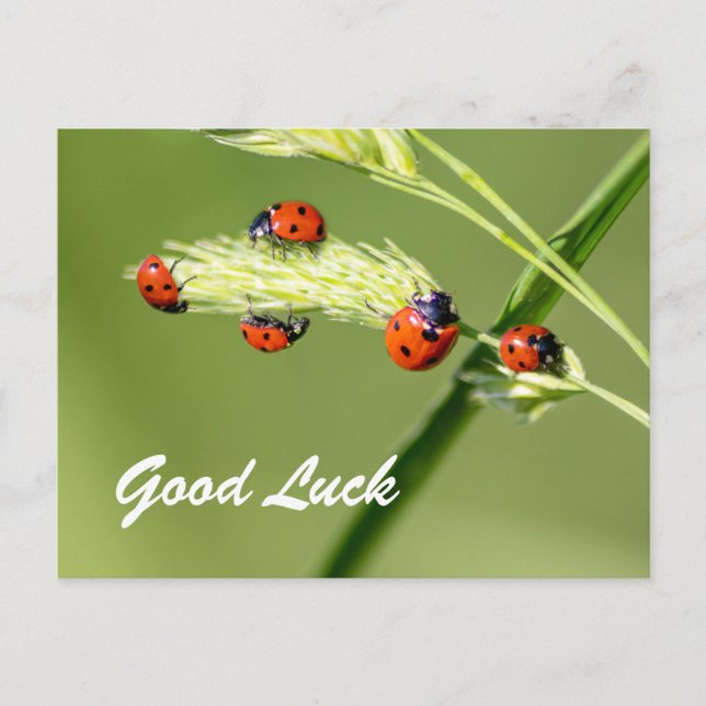 Carte Postale Bonne chance avec les coccinelles mignonnes ! (Devant)