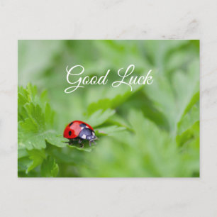 Carte Postale Bonne chance avec mignonne petite coccinelle !