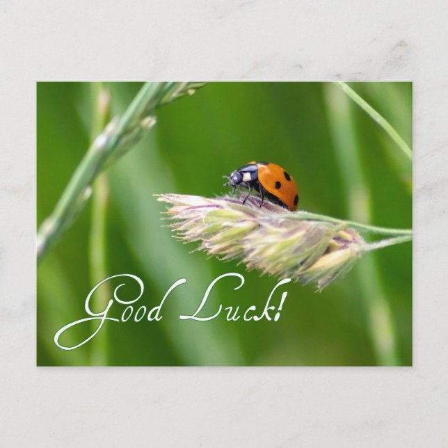 Carte Postale Bonne chance avec une petite coccinelle ! (Devant)