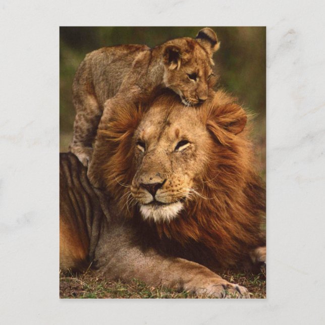 Carte Postale Bonne Fête des pères Daddy Lion et Lion Cub (Devant)