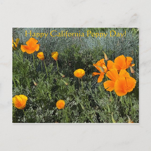 Carte Postale Bonne Fête du Pavot en Californie ! (Devant)