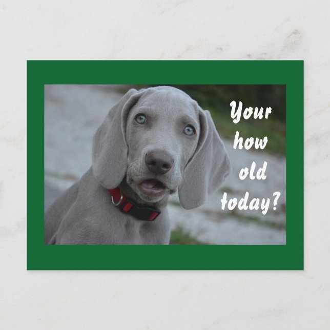 Carte Postale Bonne humeur de chien d'anniversaire (Devant)