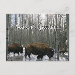 Carte postale Bonnes Fêtes de bison amérindienne