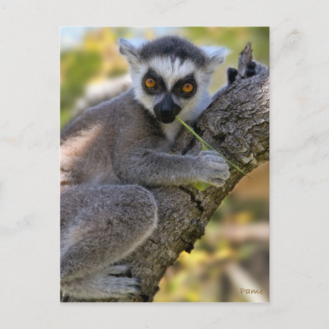 Carte Postale Bonnet de bébé Lemur mis à la porte (Devant)