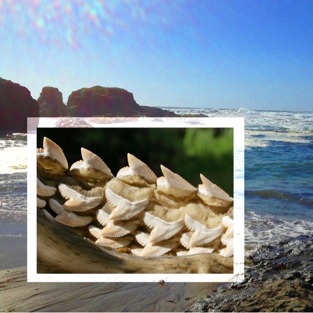 Carte Postale Bonnet de requin et dents (Créateur téléchargé)