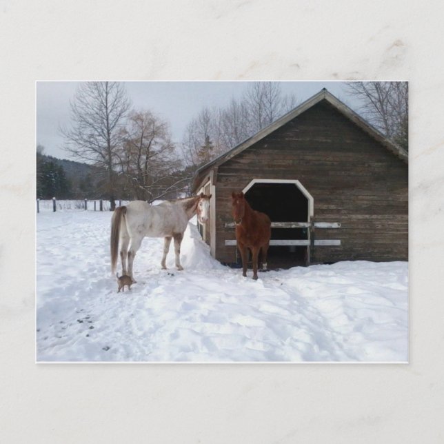 Carte Postale Bonnie et Clyde (Devant)