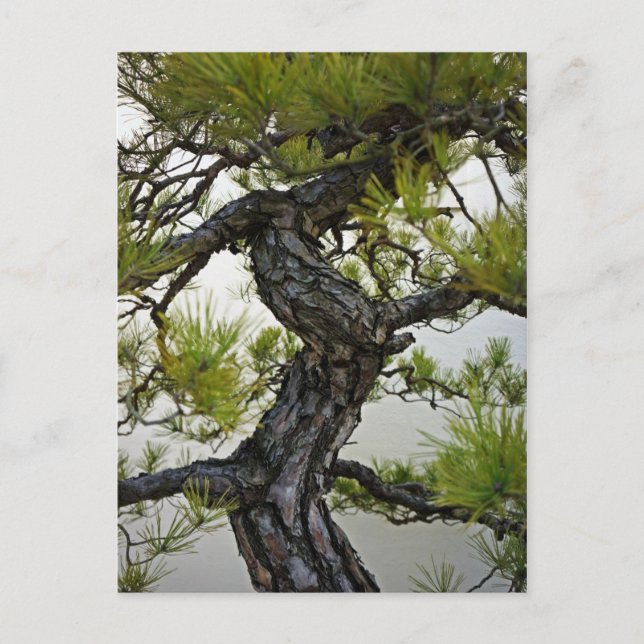 Carte Postale Bonsai de pin rouge japonais (Devant)