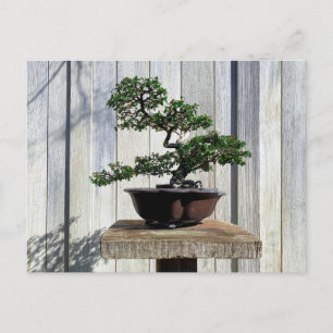 Carte Postale Bonsai japonais