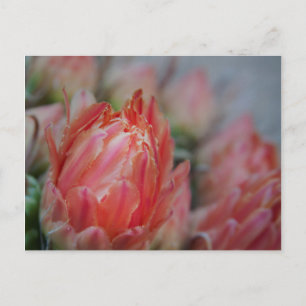 Carte Postale Bonté de fin été