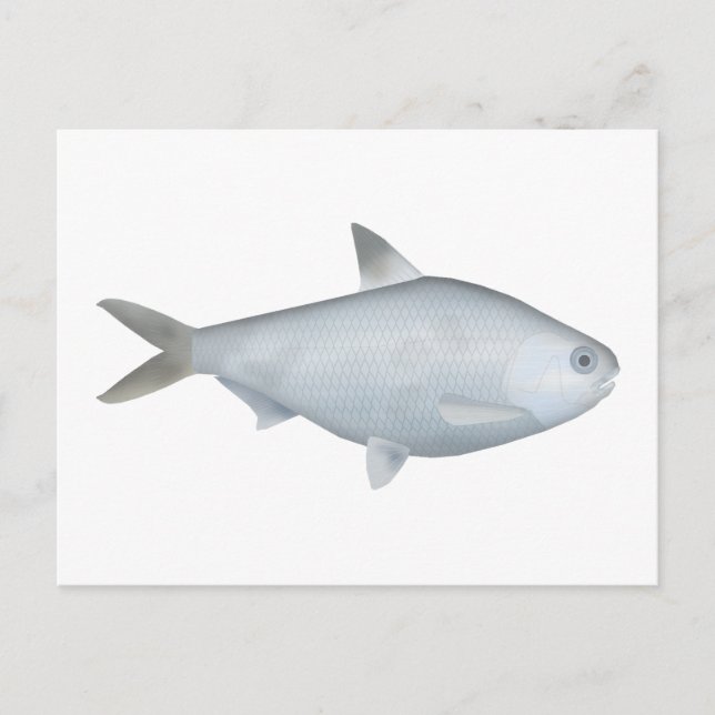 Carte Postale Bony Bream (Devant)
