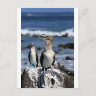 Carte Postale Boobies à pieds bleus Galapagos