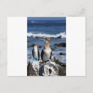 Carte Postale Boobies à pieds bleus Galapagos