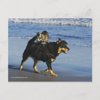 Carte Postale Booger, Kitty et Mousey