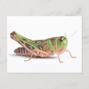 Carte Postale Boopie Grasshopper Closeup Photo