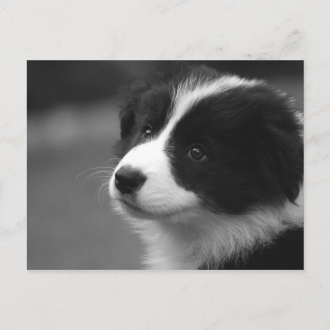 Carte Postale Border Collie (Devant)