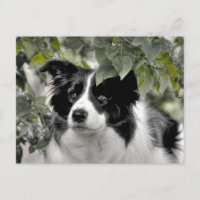 Border Collie Alerte dans les Bois Verts