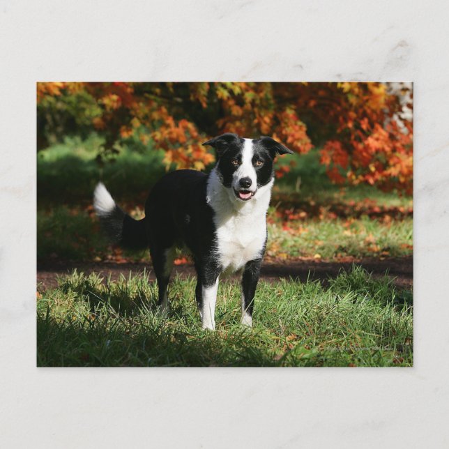 Carte Postale Border Collie Automne Debout (Devant)