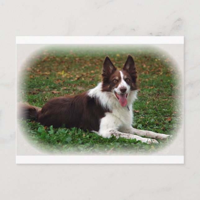 Carte Postale Bordure Collie (Devant)