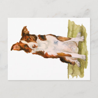 Carte Postale Bordure Collie