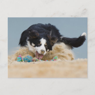 Carte Postale Bordure Collie auf Balljagd