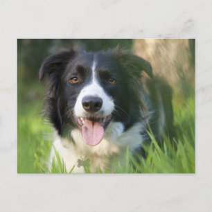 Carte Postale Bordure Collie Chien chiot - Blanc